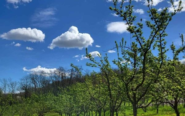 Konkurs “Otvorena dvorišta 2023” za seoska područja u Topoli